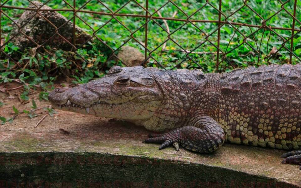 Qué es la UMA en Orizaba? Resguardan cocodrilos, lobos y otras 34 especies  - El Sol de Orizaba | Noticias Locales, Policiacas, sobre México, Veracruz  y el Mundo