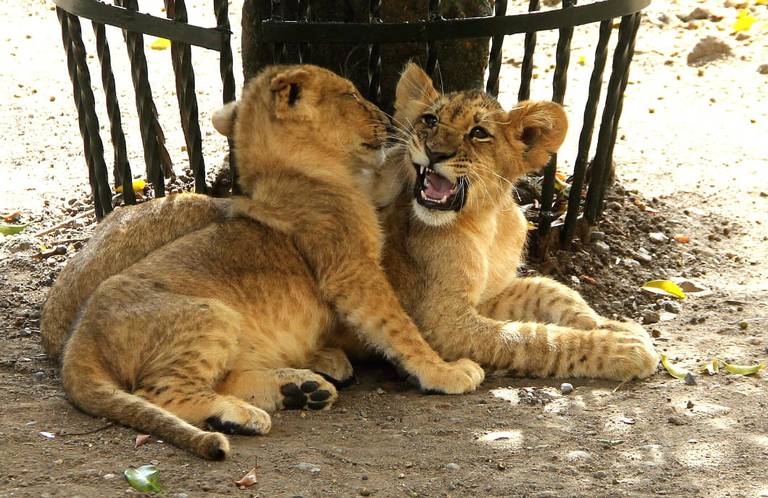 Quiénes son las tres crías de león que llegaron a la Reserva Animal del Río  Orizaba? - El Sol de Orizaba | Noticias Locales, Policiacas, sobre México,  Veracruz y el Mundo