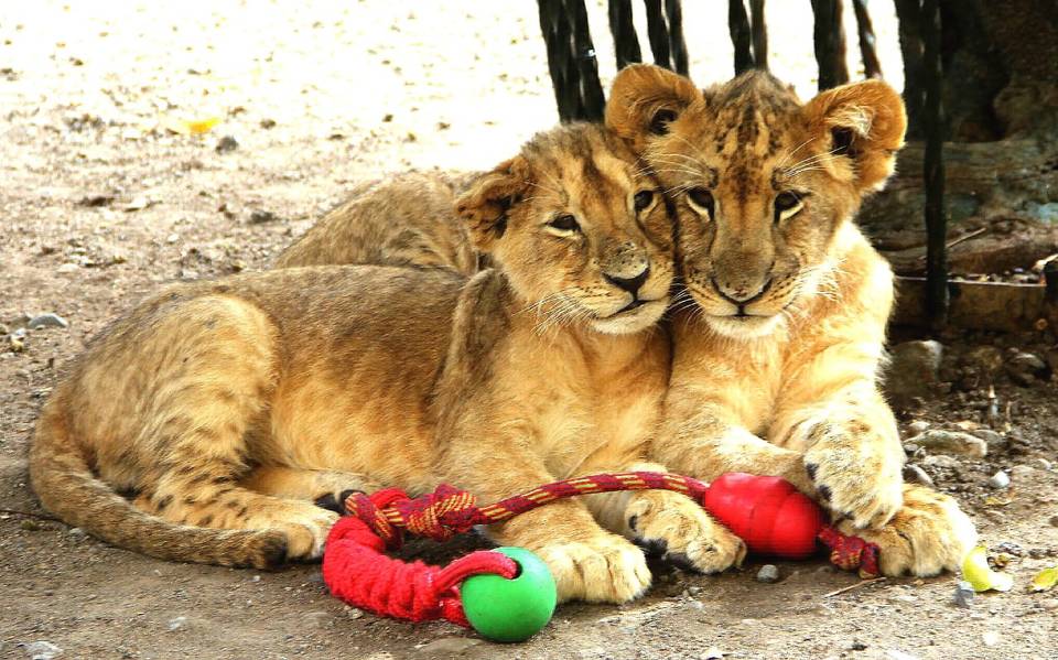 Quiénes son las tres crías de león que llegaron a la Reserva Animal del Río  Orizaba? - El Sol de Orizaba | Noticias Locales, Policiacas, sobre México,  Veracruz y el Mundo