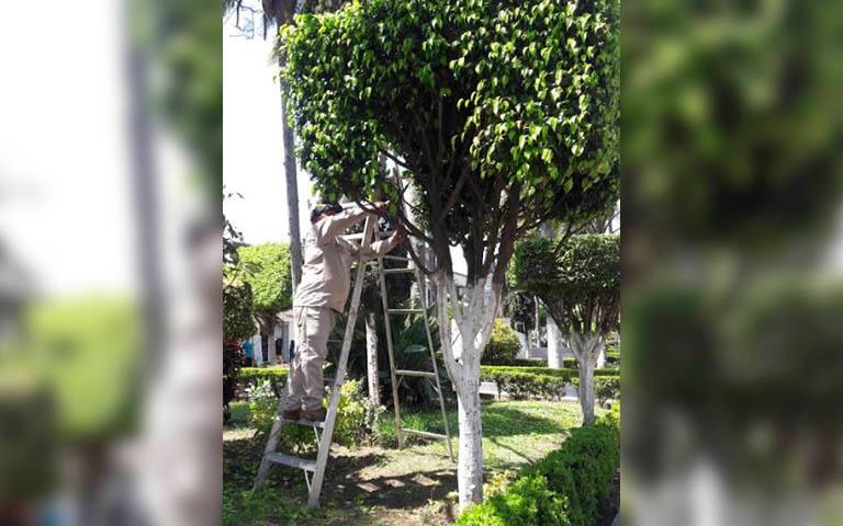 Podan, desraman y retiran árboles que ponen en riesgo a la población  presidente municipal, Melitón Reyes Larios - El Sol de Orizaba | Noticias  Locales, Policiacas, sobre México, Veracruz y el Mundo