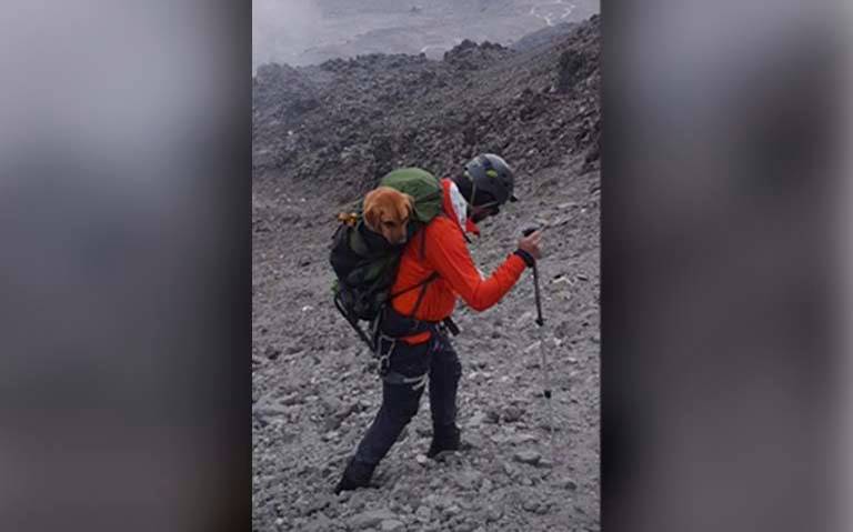 Rescatan alpinistas a perro abandonado en el Pico de Orizaba comandados por  el experto guía Layo Aguilar - El Sol de Orizaba | Noticias Locales,  Policiacas, sobre México, Veracruz y el Mundo