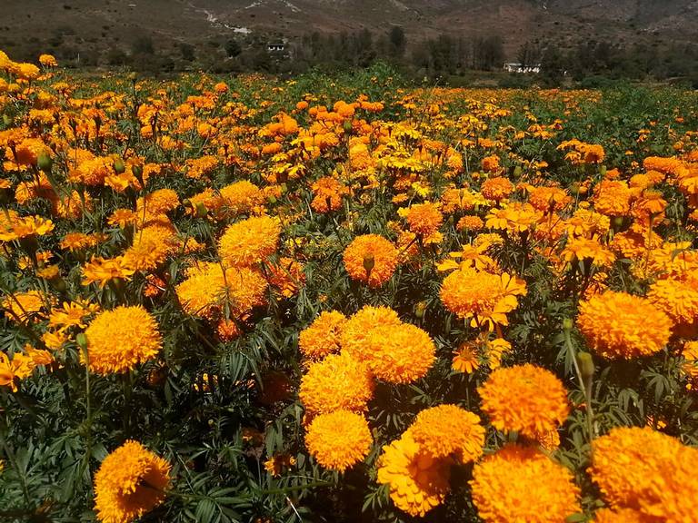 Conoces cómo se produce la flor de cempasúchil? productores de Acultzingo  explican - El Sol de Orizaba | Noticias Locales, Policiacas, sobre México,  Veracruz y el Mundo