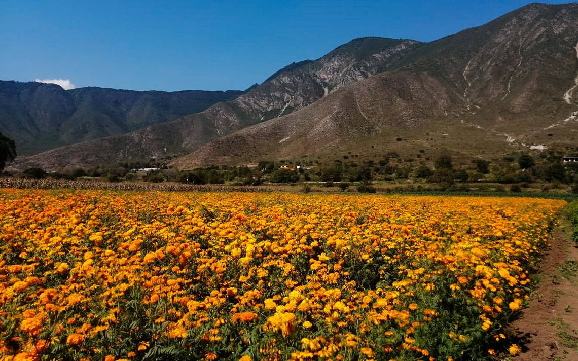 ¿Conoces cómo se produce la flor de cempasúchil? productores de Acultzingo  explican - El Sol de Orizaba | Noticias Locales, Policiacas, sobre México,  Veracruz y el Mundo