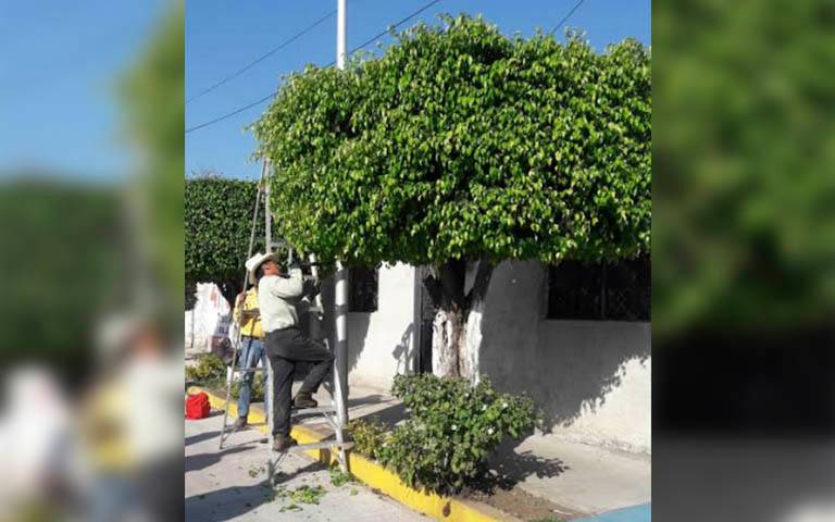 Podan, desraman y retiran árboles que ponen en riesgo a la población  presidente municipal, Melitón Reyes Larios - El Sol de Orizaba | Noticias  Locales, Policiacas, sobre México, Veracruz y el Mundo