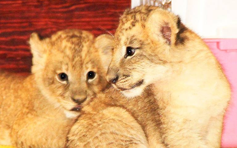 Presentan en Orizaba a dos crías de león que nacieron en la Reserva Animal  del Río VIDEO - El Sol de Orizaba | Noticias Locales, Policiacas, sobre  México, Veracruz y el Mundo