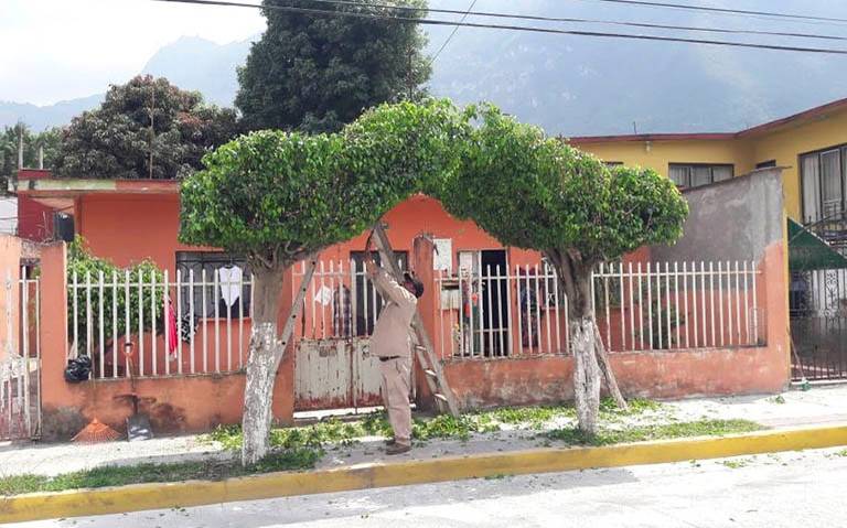 Podan, desraman y retiran árboles que ponen en riesgo a la población  presidente municipal, Melitón Reyes Larios - El Sol de Orizaba | Noticias  Locales, Policiacas, sobre México, Veracruz y el Mundo