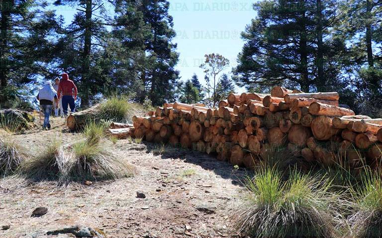 Más de 2 mil árboles mueren por la tala en el Cofre de Peroteilegal  clandestina daño impacto ambiental forestal profepa escobillo - El Sol de  Orizaba | Noticias Locales, Policiacas, sobre México,