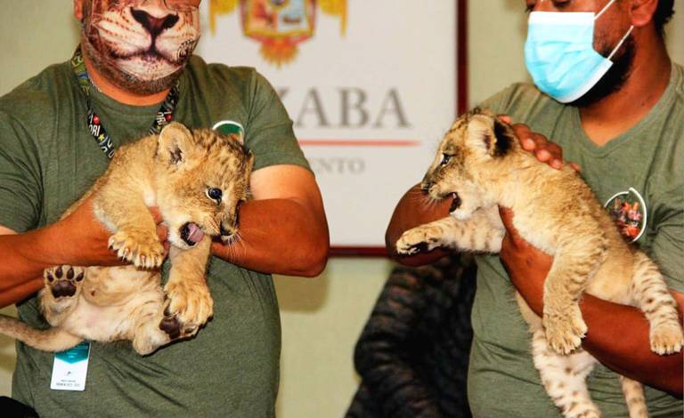 Presentan en Orizaba a dos crías de león que nacieron en la Reserva Animal  del Río VIDEO - El Sol de Orizaba | Noticias Locales, Policiacas, sobre  México, Veracruz y el Mundo